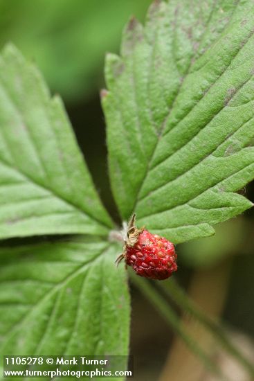 Fragaria vesca