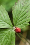 Woodland Strawberry fruit & foliage detail