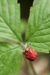 Woodland Strawberry fruit & foliage detail