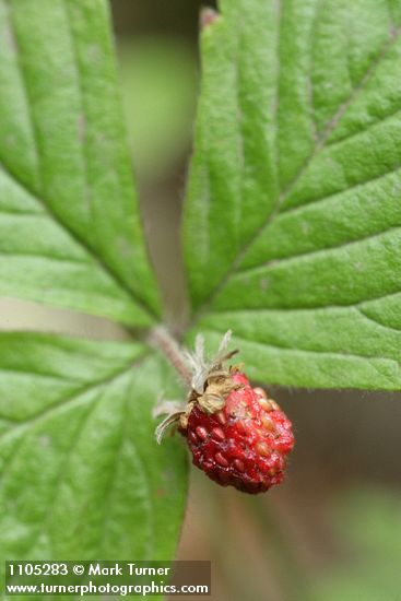 Fragaria vesca