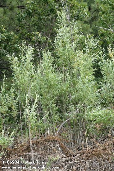 Salix columbiana