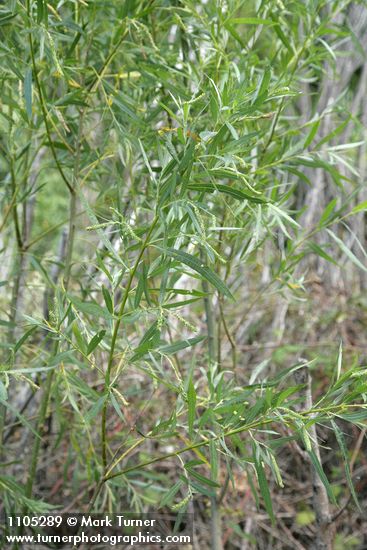 Salix columbiana