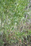 Columbia River Willow foliage