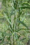 Columbia River Willow foliage w/ female aments