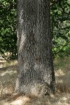 Oregon White Oak trunk