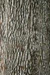 Oregon White Oak bark