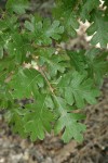 Oregon White Oak foliage