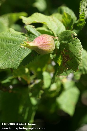 Corylus cornuta