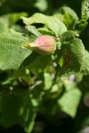 Beaked Hazelnut fruit among foliage