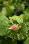 Beaked Hazelnut fruit among foliage