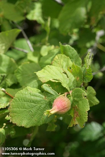 Corylus cornuta