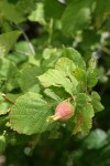 Beaked Hazelnut fruit among foliage