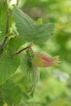 Beaked Hazelnut fruit among foliage