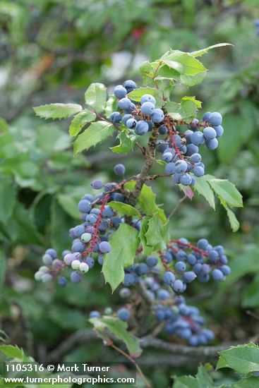 Berberis aquifolium (Mahonia aquifolium)