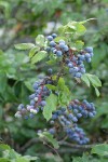 Shining Oregon-grape fruit among foliage