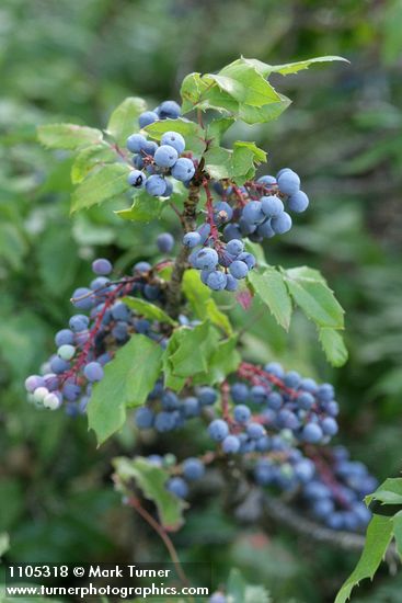 Berberis aquifolium (Mahonia aquifolium)