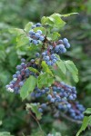 Shining Oregon-grape fruit among foliage
