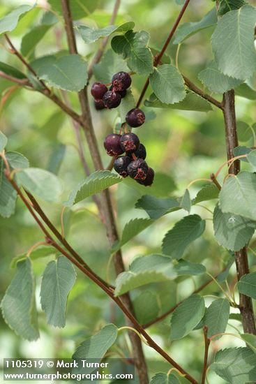 Amelanchier alnifolia