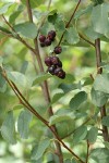 Western Serviceberry fruit among foliage