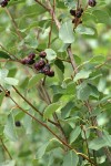 Western Serviceberry fruit among foliage