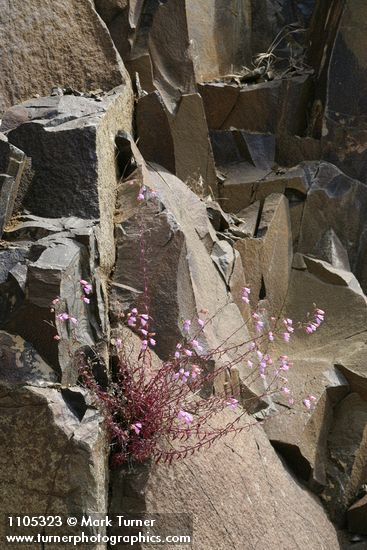 Penstemon richardsonii