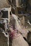 Richardson's Penstemon on basalt cliff