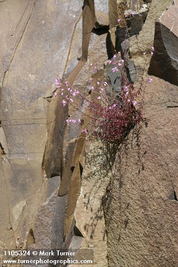 Penstemon richardsonii