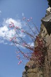 Richardson's Penstemon on basalt cliff against blue sky