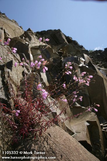 Penstemon richardsonii