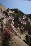 Richardson's Penstemon on basalt cliff