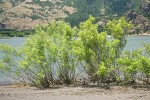 Western False Indigo on Columbia River sandbar