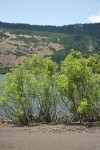 Western False Indigo on Columbia River sandbar