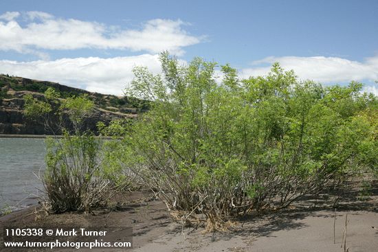 Amorpha fruticosa