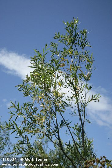 Salix columbiana