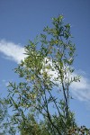 Columbia River Willow foliage against blue sky