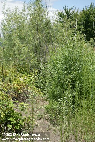 Salix columbiana