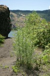 Columbia River Willows