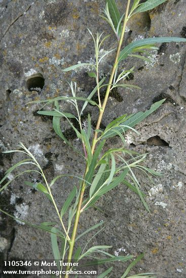 Salix columbiana