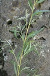 Columbia River Willow foliage