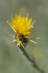Yellow Starthistle blossom detail