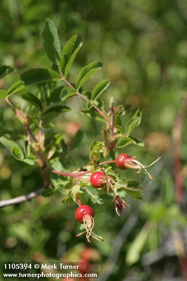 Rosa woodsii var. ultramontana