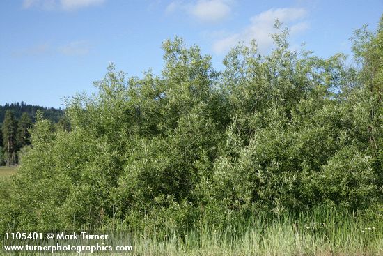 Salix lemmonii