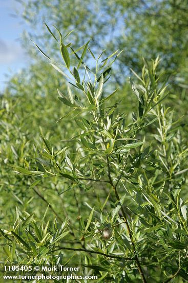 Salix lemmonii