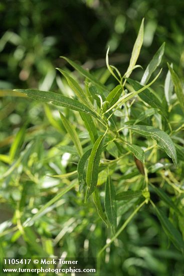 Salix lemmonii