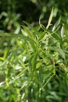 Lemmon's Willow foliage