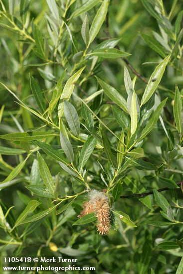 Salix lemmonii