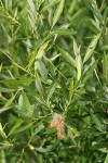 Lemmon's Willow foliage w/ mature female ament