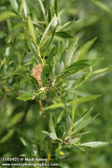 Salix lemmonii