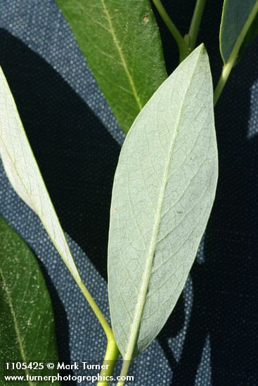 Salix lemmonii