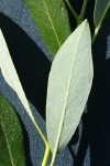 Lemmon's Willow leaf underside detail
